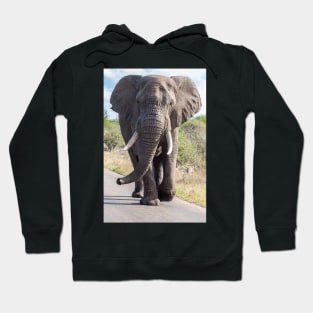 Huge Elephant on the Road, Krüger National Park Hoodie